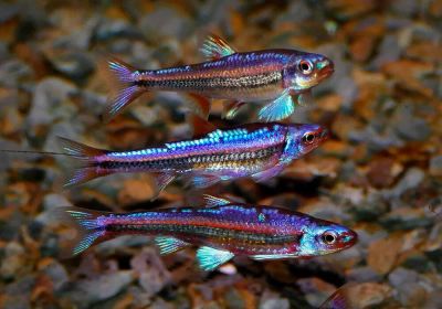 Лот: 15827027. Фото: 1. Нотропис радужный Notropis chrosomus. Рыбки