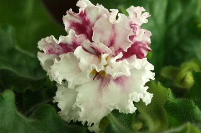 Лот: 4177460. Фото: 1. Лист сортовой фиалки ЛЕ-Взбитые... Горшечные растения и комнатные цветы