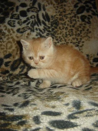 Лот: 1304948. Фото: 1. Продам котенка. Кошки, котята