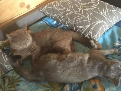 Лот: 11459571. Фото: 1. Британские котята. Кошки, котята