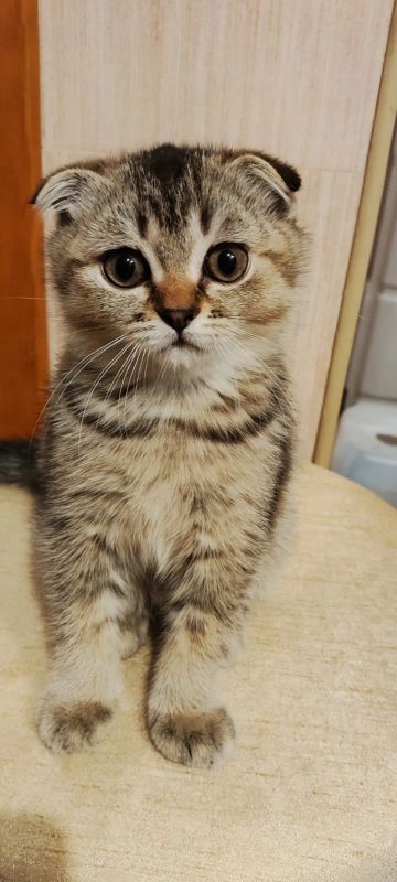 Лот: 25438325. Фото: 1. Котёнок Шотландский мальчик. Кошки, котята