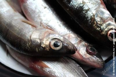 Лот: 2130034. Фото: 1. Крупный Омуль, свежий улов сентябрь... Икра, рыба, морепродукты
