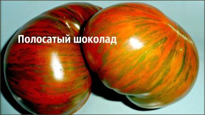 Лот: 7439558. Фото: 1. Рассада томата Полосатый шоколад. Другое (семена, рассада, садовые растения)