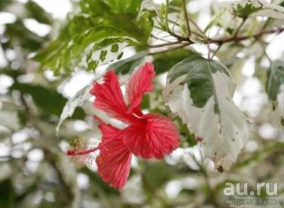 Лот: 17277195. Фото: 1. Гибискус Купера (Hibiscus rosa-sinensis... Горшечные растения и комнатные цветы