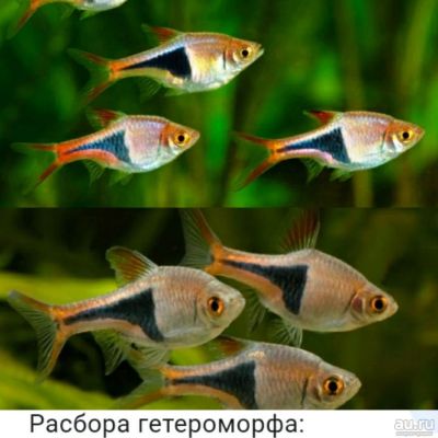 Лот: 16019354. Фото: 1. Расбора гетероморфа. Рыбки