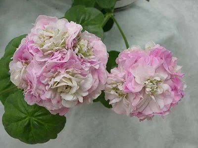 Лот: 16190434. Фото: 1. Pac Viva Carolina Пеларгония... Садовые цветы