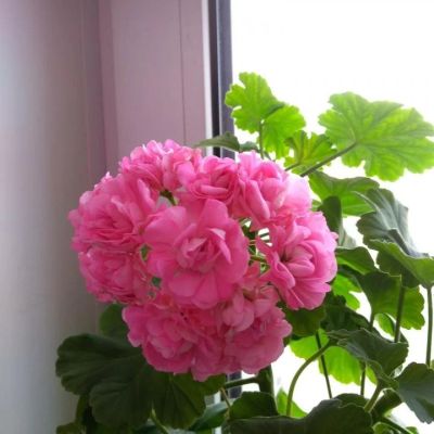 Лот: 15438784. Фото: 1. Пеларгония Australian Pink Rosebud... Горшечные растения и комнатные цветы