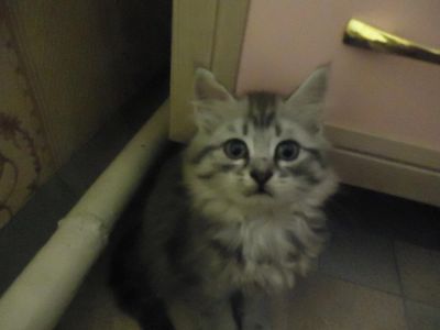Лот: 6338149. Фото: 1. Милый котёнок. Кошки, котята