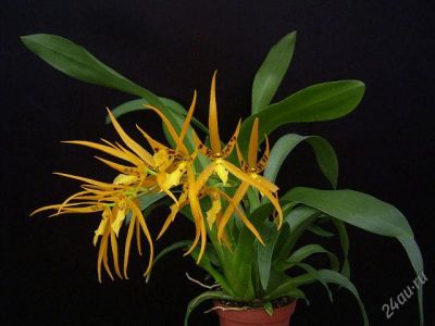 Лот: 2802834. Фото: 1. орхидея-Brassada mivada. Горшечные растения и комнатные цветы