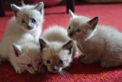 Лот: 3046951. Фото: 1. Сиамские котята. Кошки, котята