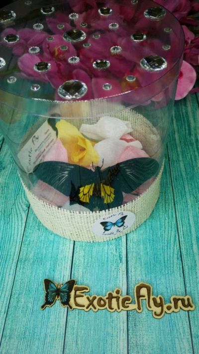 Лот: 12339255. Фото: 1. Живые тропические бабочки для... Другое (сувениры, подарки)