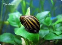 Лот: 781947. Фото: 1. Zebra snail,(помощник в борьбе... Моллюски, ракообразные, кораллы