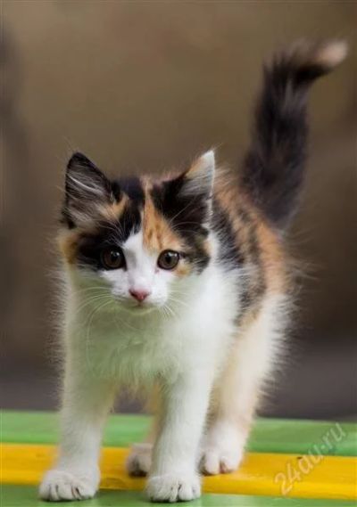 Лот: 1856009. Фото: 1. Очень красивый котенок!. Кошки, котята