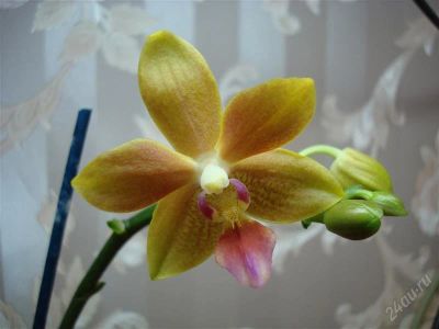 Лот: 739721. Фото: 1. Орхидея фаленопсис 1. Горшечные растения и комнатные цветы