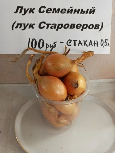 Лот: 15864290. Фото: 1. Лук семейный Староверов ( многозачатковый... Овощи