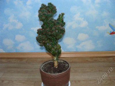Лот: 381513. Фото: 1. Кактус. Горшечные растения и комнатные цветы