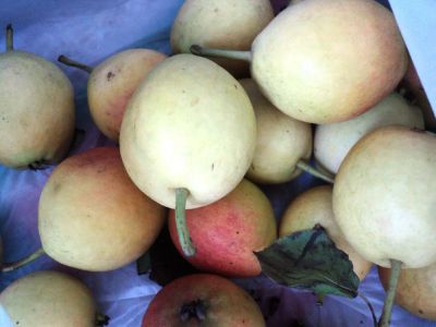 Лот: 8074605. Фото: 1. Груша садовая. Овощи, фрукты, зелень
