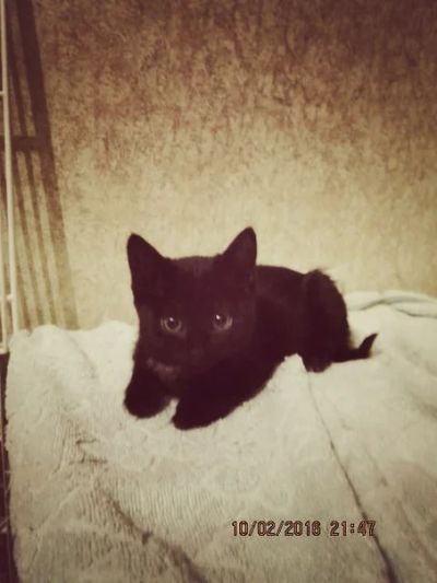 Лот: 7047669. Фото: 1. Кошки черного окраса. Кошки, котята