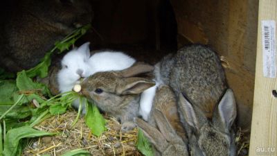 Лот: 9666765. Фото: 1. обычные крольчата 1 месяц. Остальные животные
