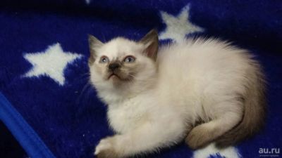 Лот: 8182026. Фото: 1. Кошки. Кошки, котята
