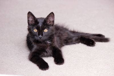Лот: 11862571. Фото: 1. Котенок в хорошие руки!. Кошки, котята