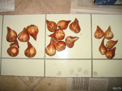 Лот: 10091285. Фото: 1. луковицы тюльпана сорт Хакуун. Садовые цветы