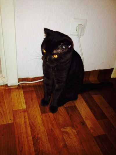 Лот: 6800145. Фото: 1. Кот. Кошки, котята