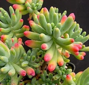 Лот: 18232560. Фото: 1. Седум пахифитум (Sedum pachyphyllum... Горшечные растения и комнатные цветы