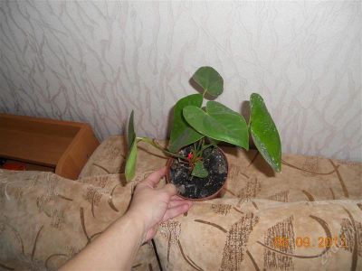 Лот: 2094009. Фото: 1. Антуриум Февер. Горшечные растения и комнатные цветы