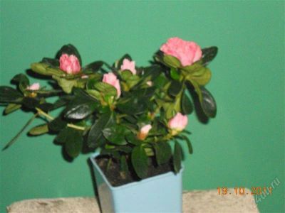 Лот: 1272563. Фото: 1. азалия. Горшечные растения и комнатные цветы