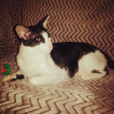 Лот: 10513835. Фото: 1. Кот ориентал ищет хозяина. Кошки, котята