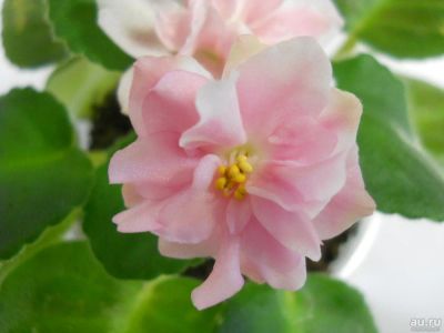 Лот: 9227437. Фото: 1. Фиалка СМ-Розовый Жемчуг, взрослая... Горшечные растения и комнатные цветы