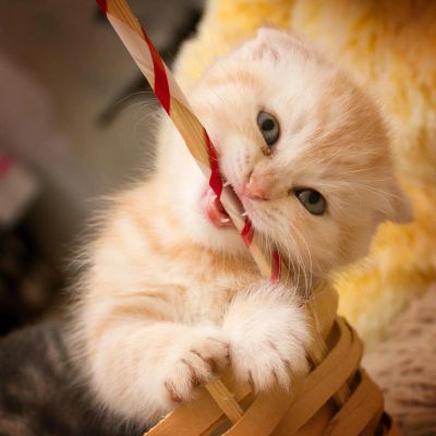 Лот: 4484825. Фото: 1. Продаётся Тигра Шотландец С документами... Кошки, котята