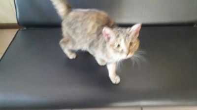 Лот: 6866954. Фото: 1. срочно ищу хозяина котенку. Кошки, котята