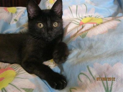 Лот: 2074327. Фото: 1. Кот. Кошки, котята