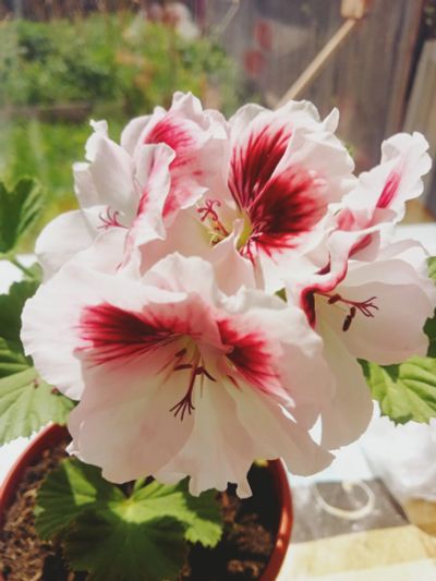 Лот: 20177489. Фото: 1. Пеларгония королевская. Горшечные растения и комнатные цветы