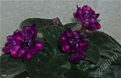 Лот: 610938. Фото: 1. Лист Фиалки "optical illusion". Горшечные растения и комнатные цветы