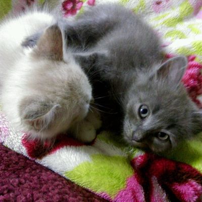 Лот: 14479718. Фото: 1. Британский котик ждёт любящих... Кошки, котята