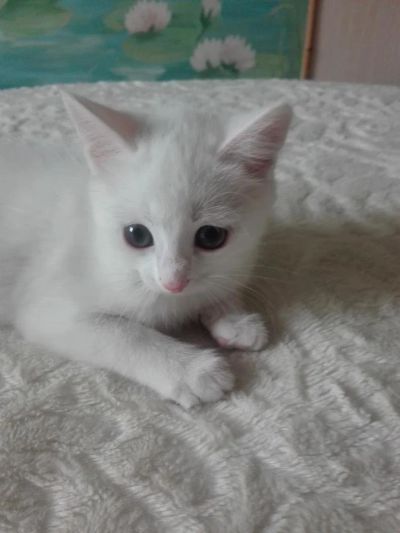 Лот: 10736229. Фото: 1. Кошечка Блондинка. Кошки, котята
