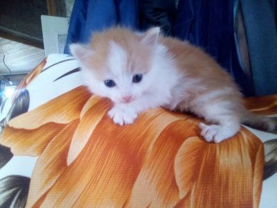 Лот: 11313028. Фото: 1. Котята в хорошие руки. Кошки, котята
