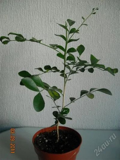 Лот: 1168638. Фото: 1. Мурайя. Горшечные растения и комнатные цветы