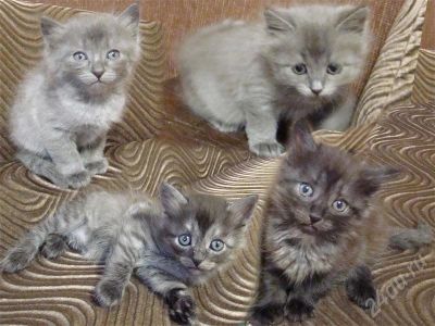Лот: 719438. Фото: 1. отдам котят в хорошие руки. Остальные животные