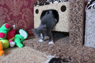 Лот: 5732363. Фото: 1. Котенок, отдам в хорошие, добрые... Кошки, котята