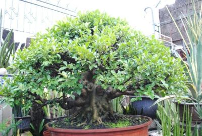 Лот: 10643049. Фото: 1. Фикус «Гинсенг» (Ficus microcarpa... Горшечные растения и комнатные цветы