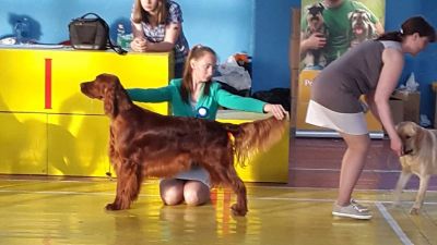 Лот: 6278375. Фото: 1. Ирландский красный сеттер! Собака... Собаки, щенки