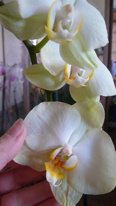 Лот: 3535386. Фото: 1. орхидей фаленопсис №32 (желтая... Горшечные растения и комнатные цветы