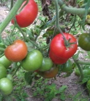 Лот: 7116336. Фото: 1. Томаты (помидоры), семена домашние... Овощи