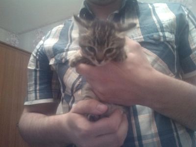 Лот: 3392400. Фото: 1. Котенок отдам в добрые руки. Кошки, котята