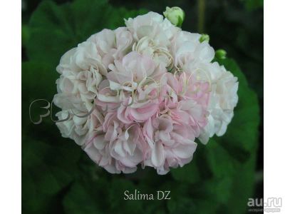 Лот: 16796733. Фото: 1. Зональная пеларгония "Salima DZ... Горшечные растения и комнатные цветы
