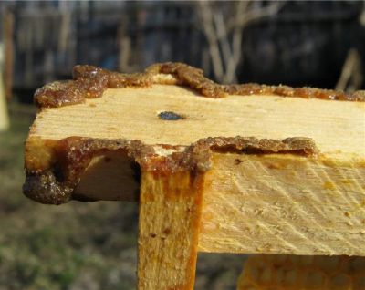 Лот: 6750551. Фото: 1. Прополис, пчелиный клей - 10 гр... Мёд, продукты пчеловодства
